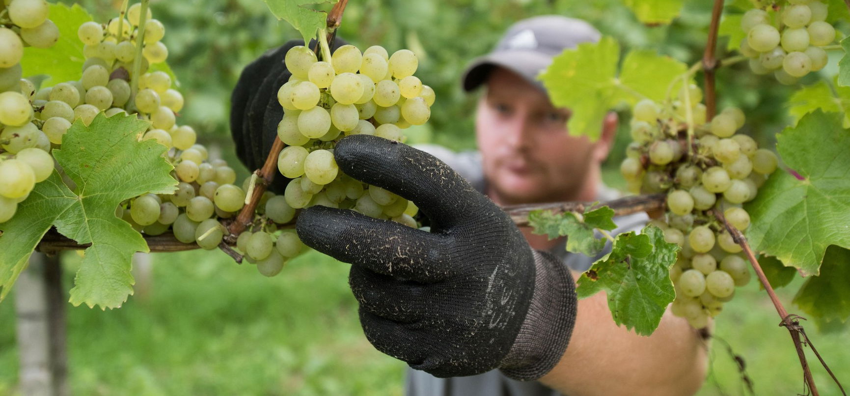 Jelentősen drágább lesz idén a szőlő, lesújtó számokat közölt az Agrárminisztérium