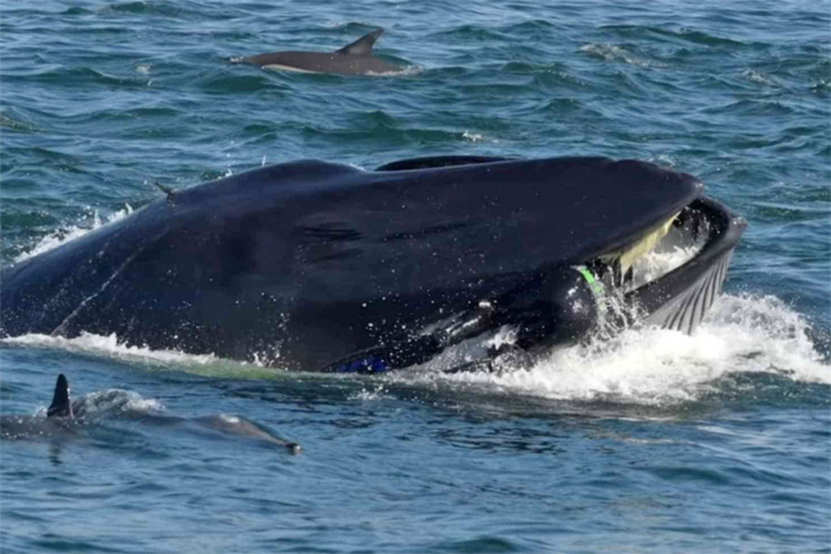 Halakat fotózott, mikor bekapta egy bálna - mire észbe kapott, már ki ...