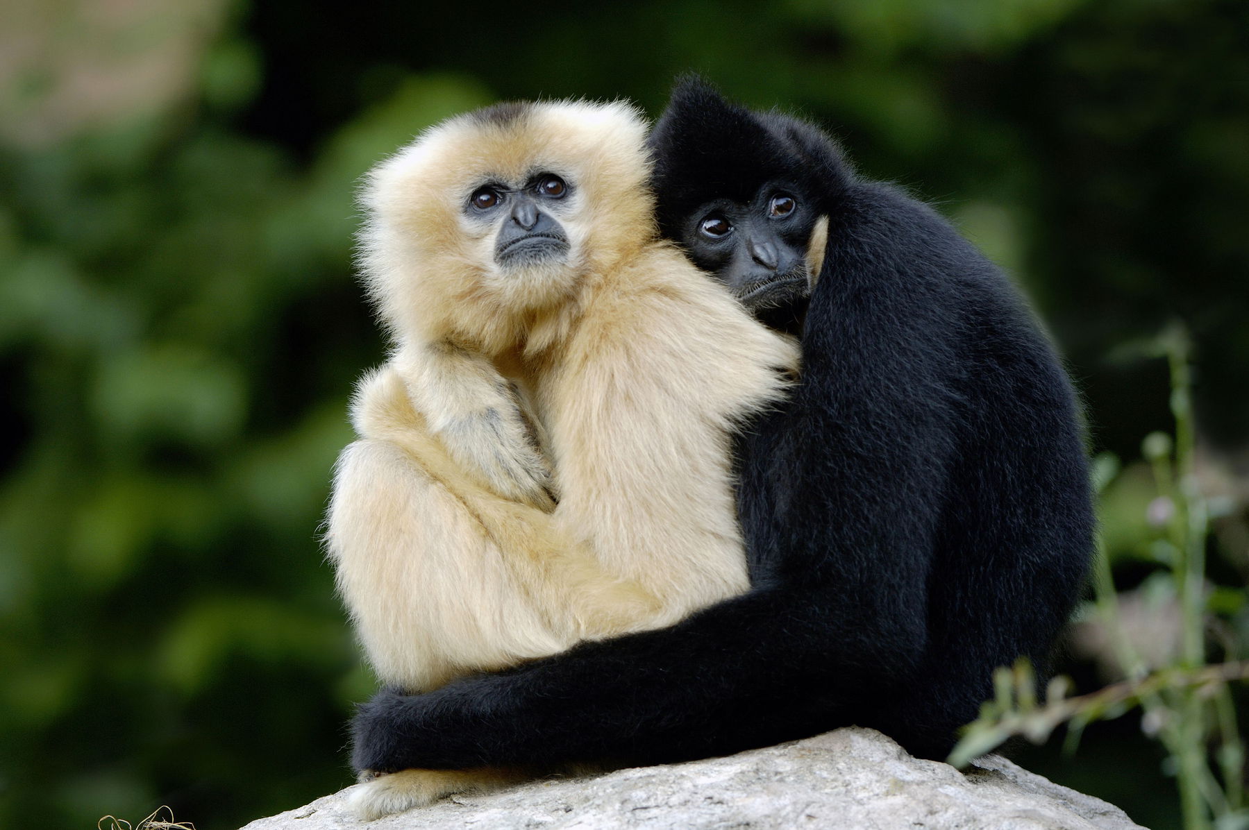 Csoda az állatkertben: szeplőtlen fogant a gibbon bébi, szakértők megtalálták a hihetetlen magyarázatot