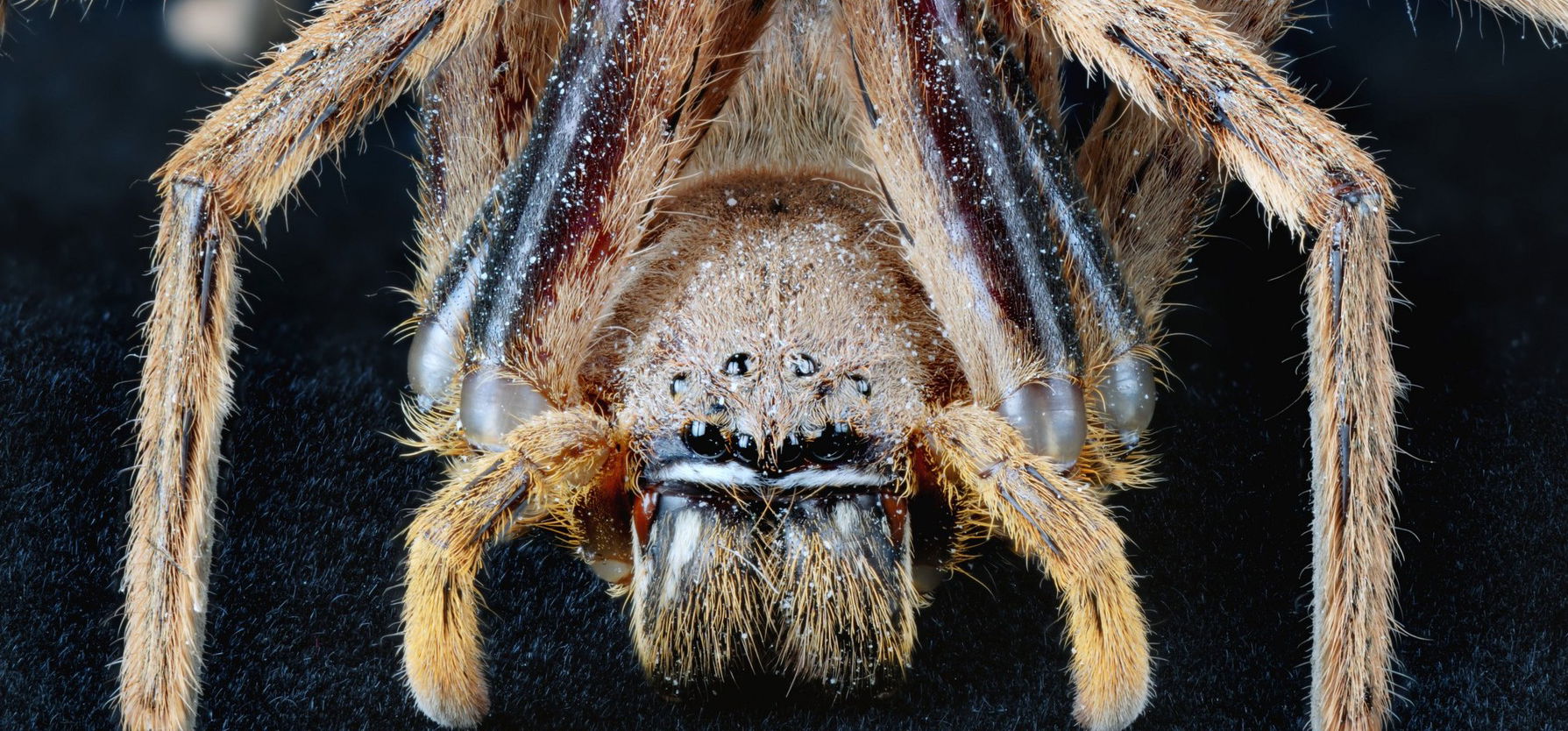 Horrorisztikus dologra bukkant szobájában a kígyóbefogó