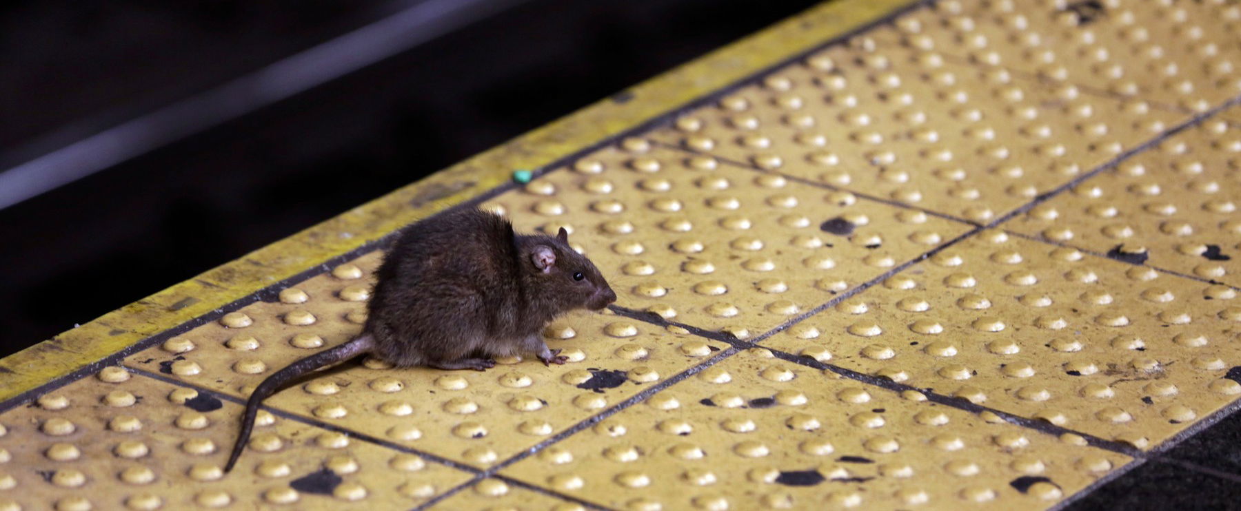 Mutáns óriás patkány támadott be egy férfit a metrón