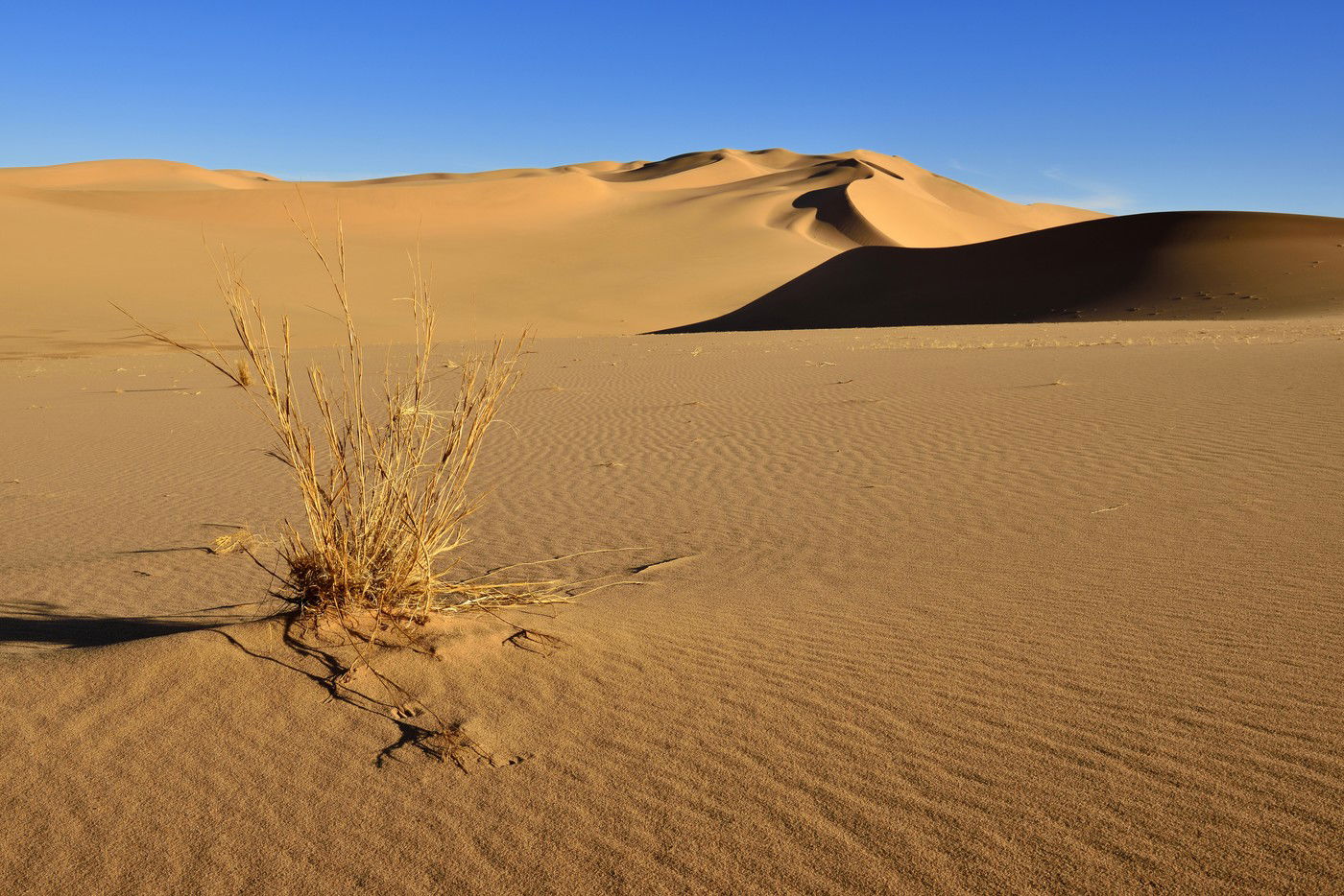 There is a place in the middle of the desert where aquatic life thrives, and the desert is inhabited by special fish and crocodiles.