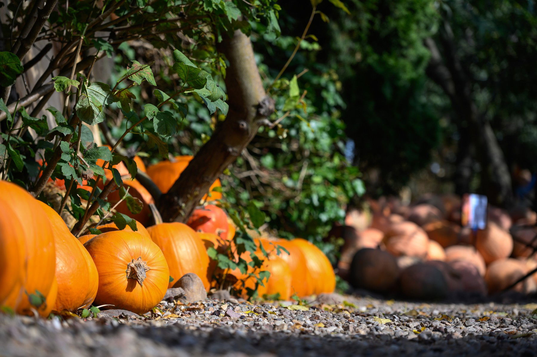 Így lehet megkülönböztetni a sütőtököt és a halloween tököt, kipróbált trükkök