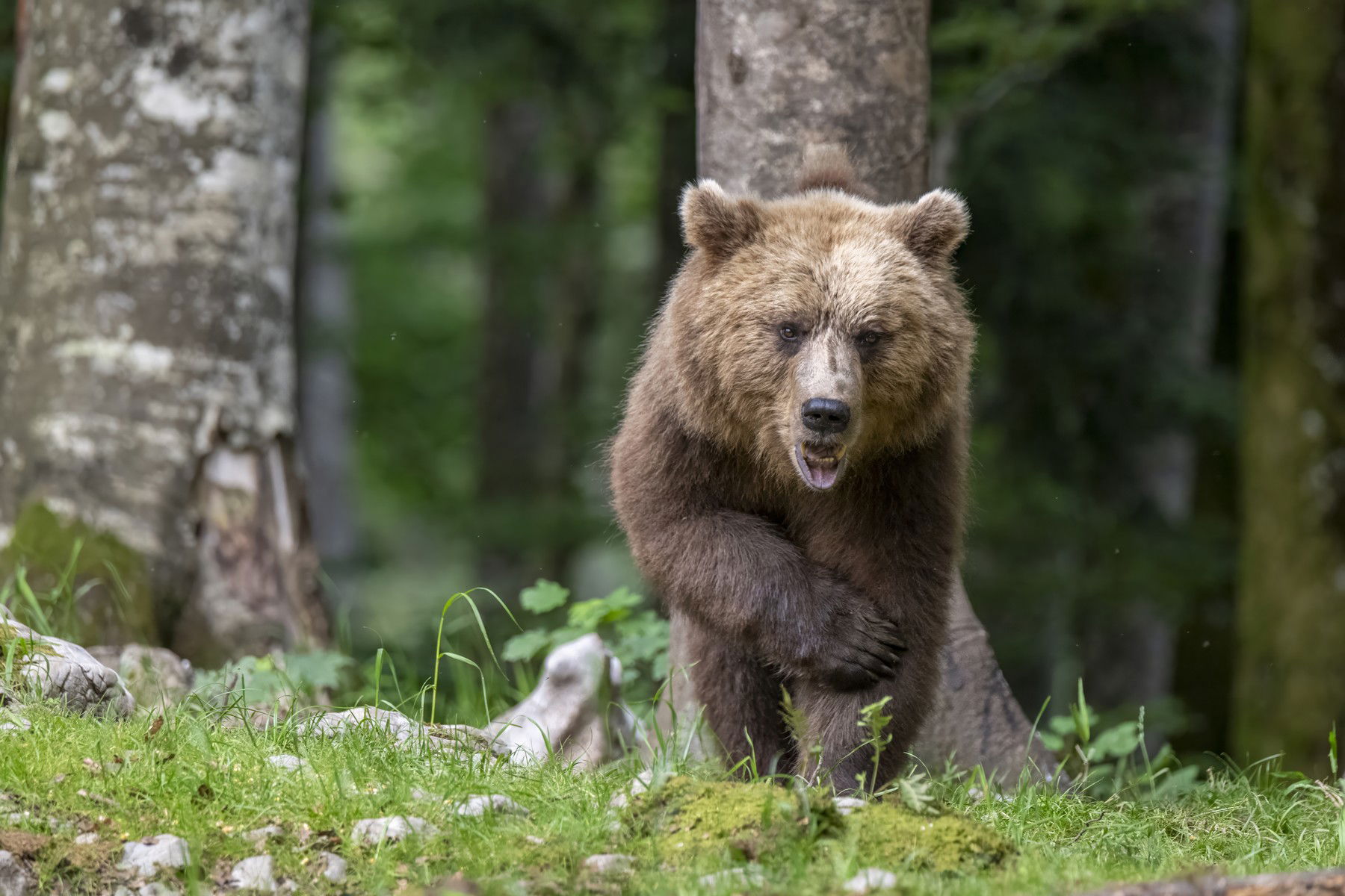 Medve sétálgatott az ikonikus lombkoronasétány körül, félnek a helyiek