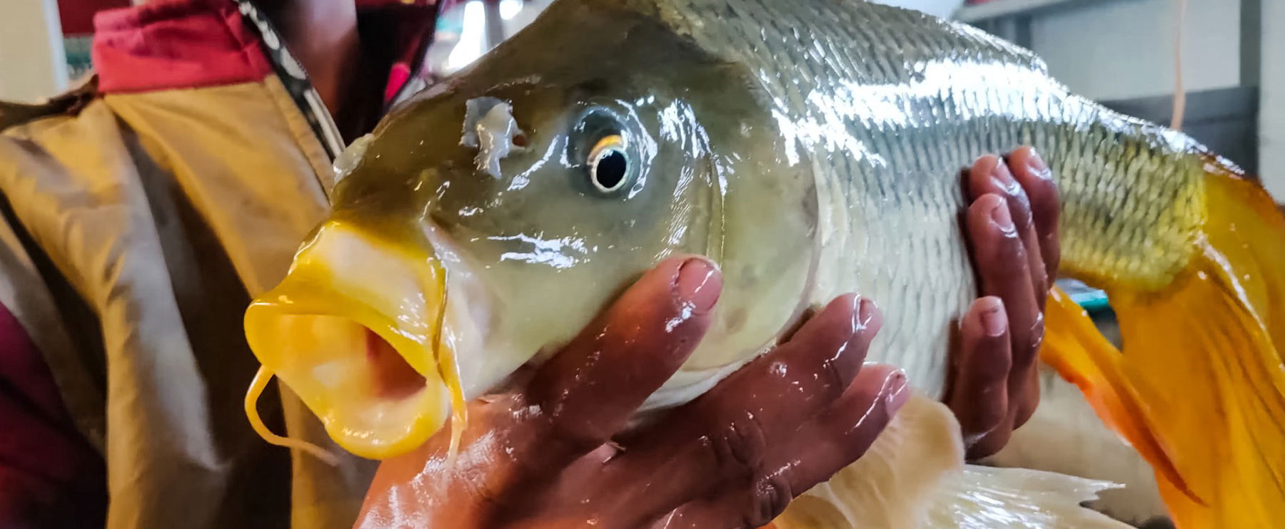 Tragikus állapotban fotózták a karácsonyi pontyokat a legnagyobb hazai szupermarketben, az állatok fele rohad