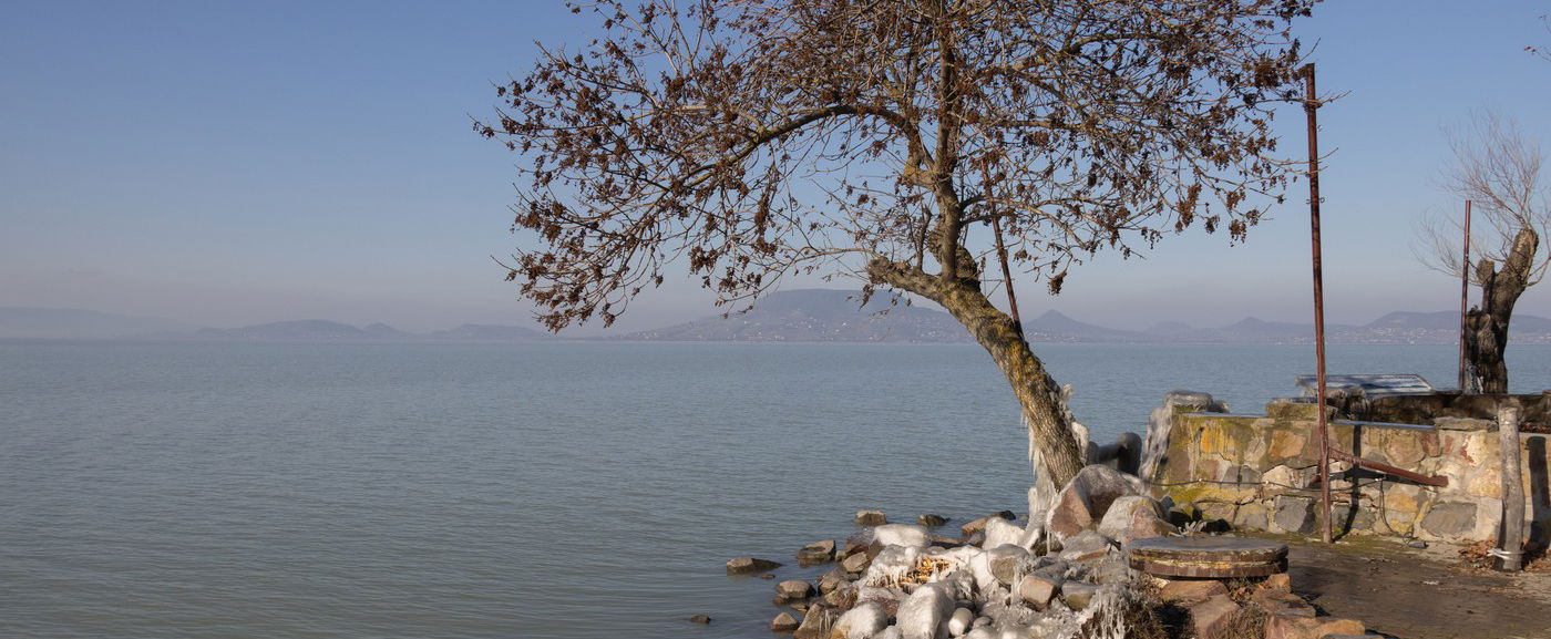 Hatalmas a felháborodás, ismeretlen vandál pusztított el a Balatonnál egy fát, csak egy gödör maradt utána