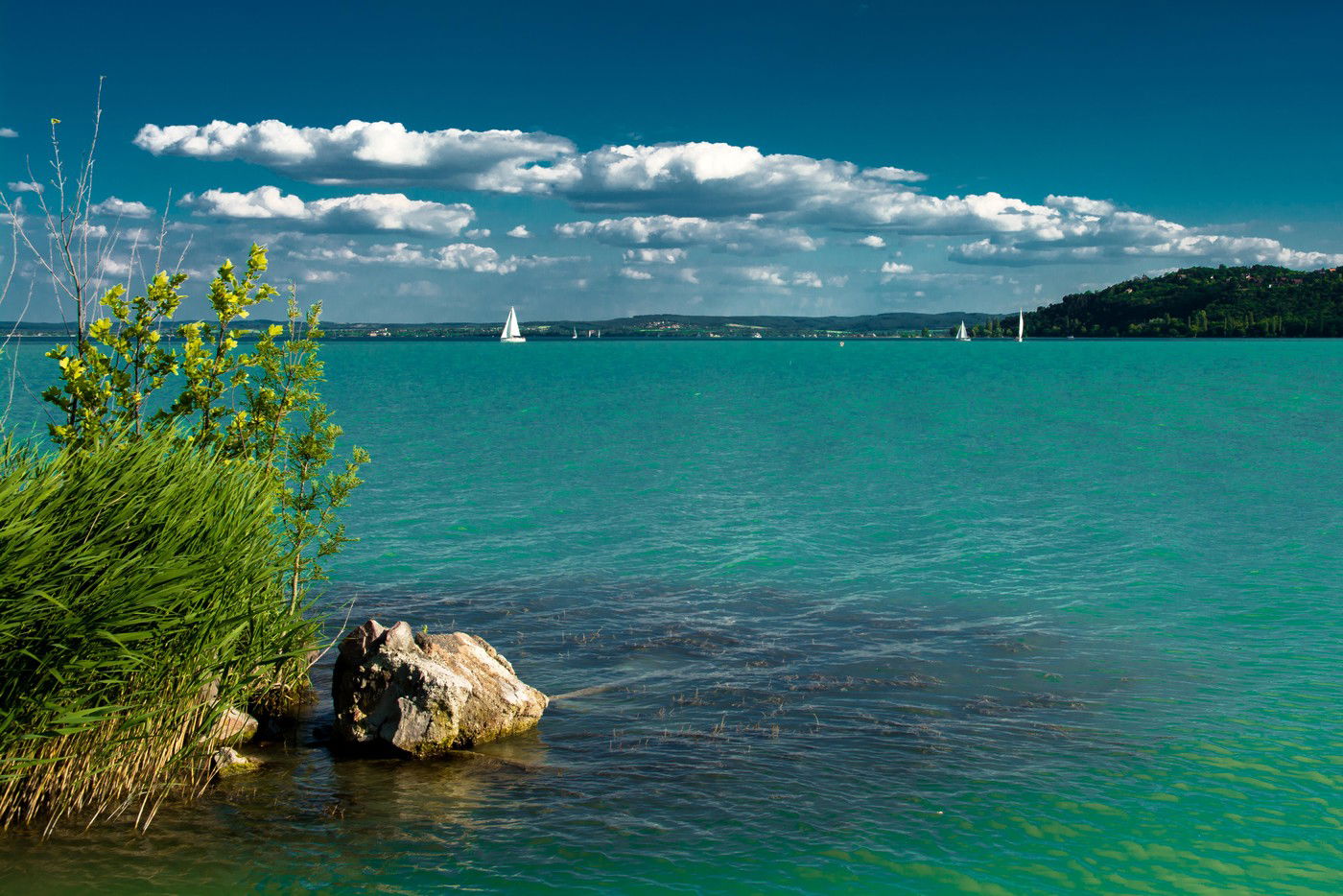 Óriási állatot videóztak a Balatonban, mindenkit megdöbbentett a mérete