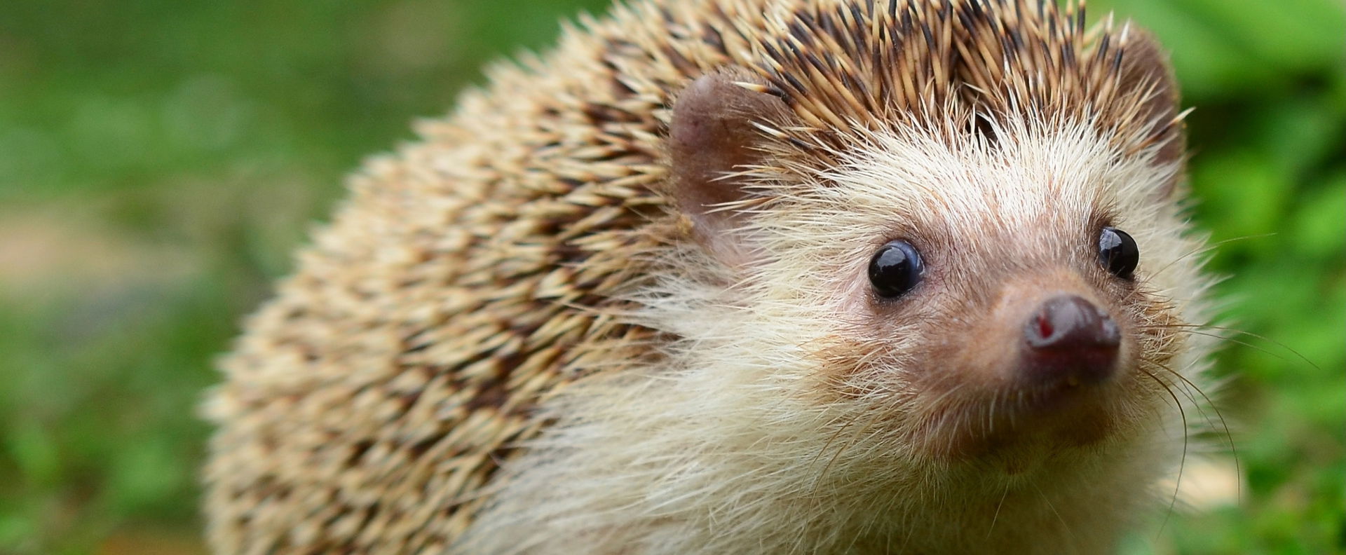 Minden eddiginél veszélyesebb élősködő jelent meg Magyarországon, ott lehet a te kertedben is