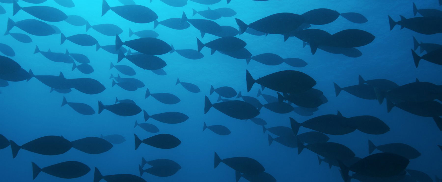 Brutális méretű szörnyet fogtak ki Magyarországon, mikor előbukkant meghűlt a vér a horgász ereiben