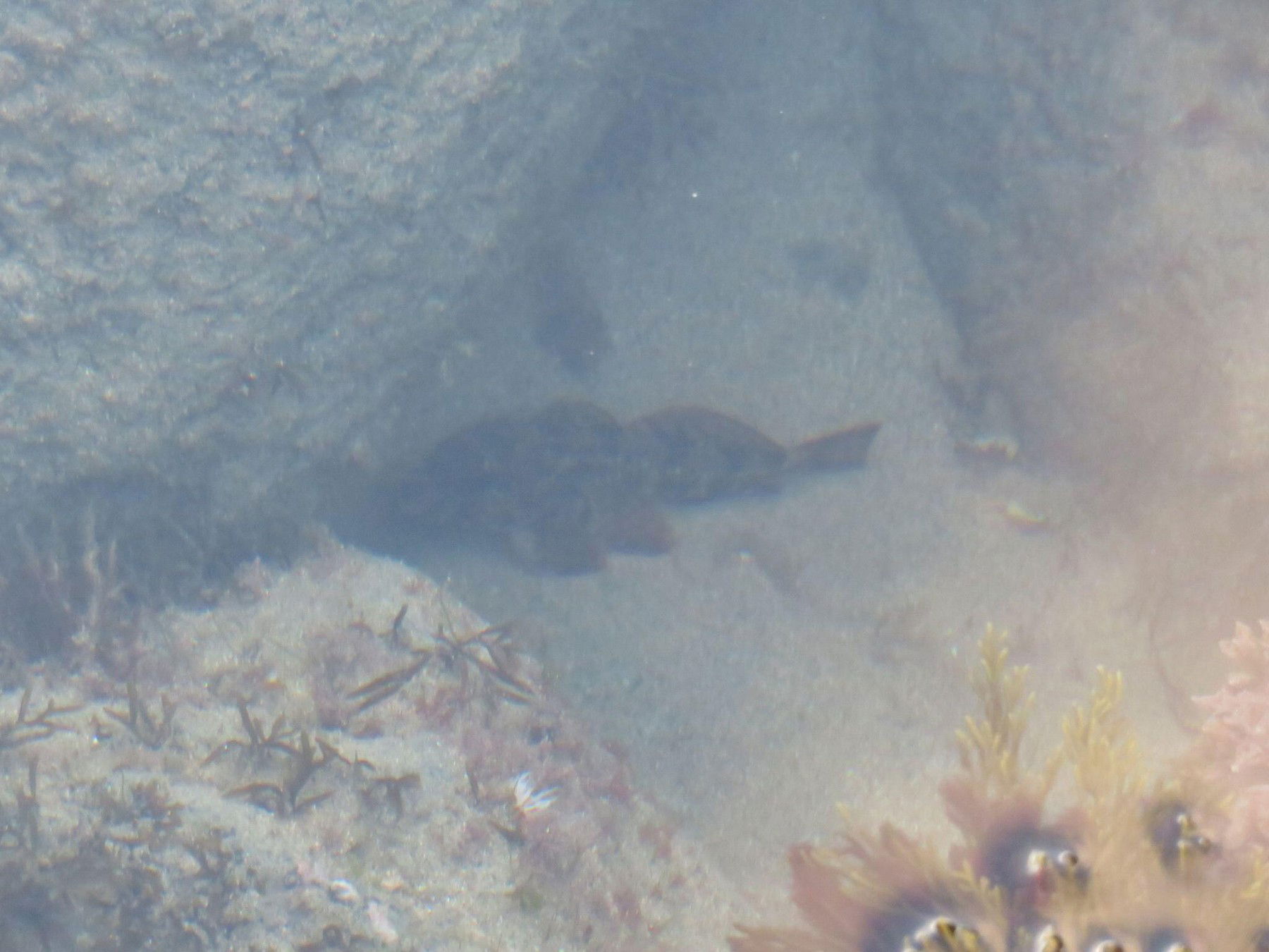 Felfoghatatlan méretű halszörnyet húztak ki a tóból, két állat szerelemgyermeke, nagyon furcsa színe volt