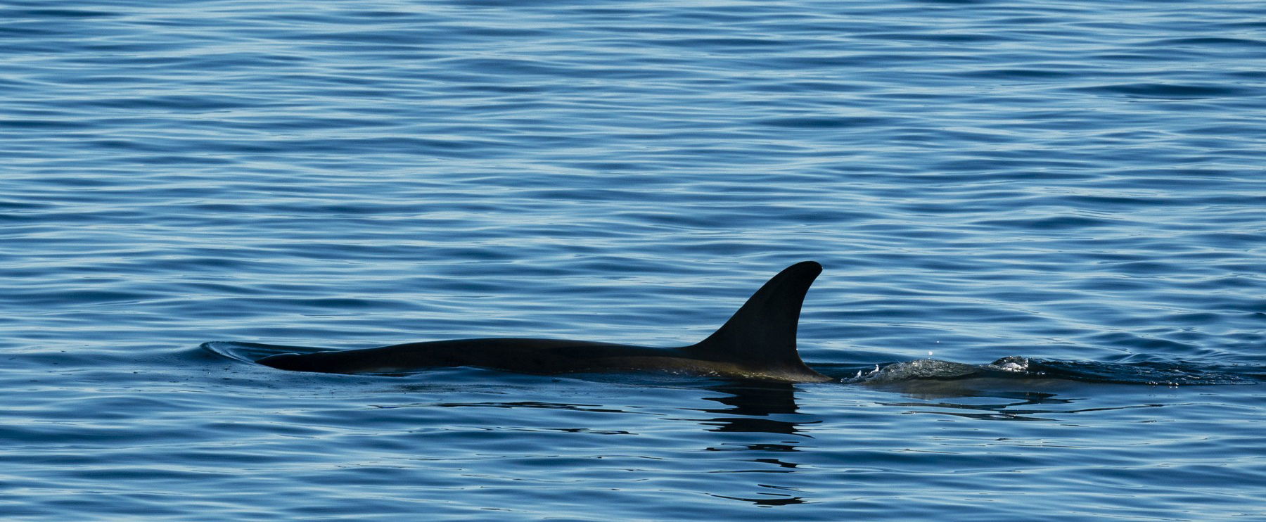 20 millió éves állat olvadt ki a jég alól, a Föld legfélelmetesebb teremtménye került elő