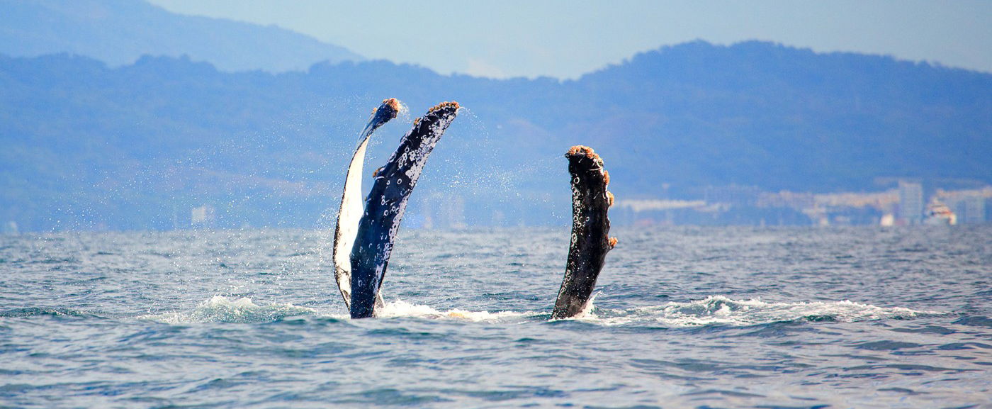 Gigantikus szörnyeteg emelkedett ki az óceán aljáról, a tudósok szívinfarktust kaptak a borzalom láttán