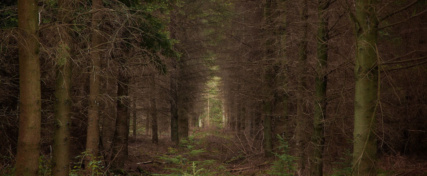 A magyar-román határon van a világ legborzasztóbb helye, senki nem mer bemenni