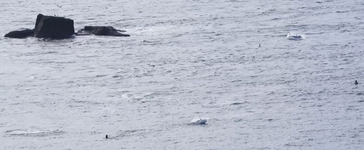 Magyar kislány fogott dunai halszörnyet, azt hittük már kihalt ez a dinoszaurusz