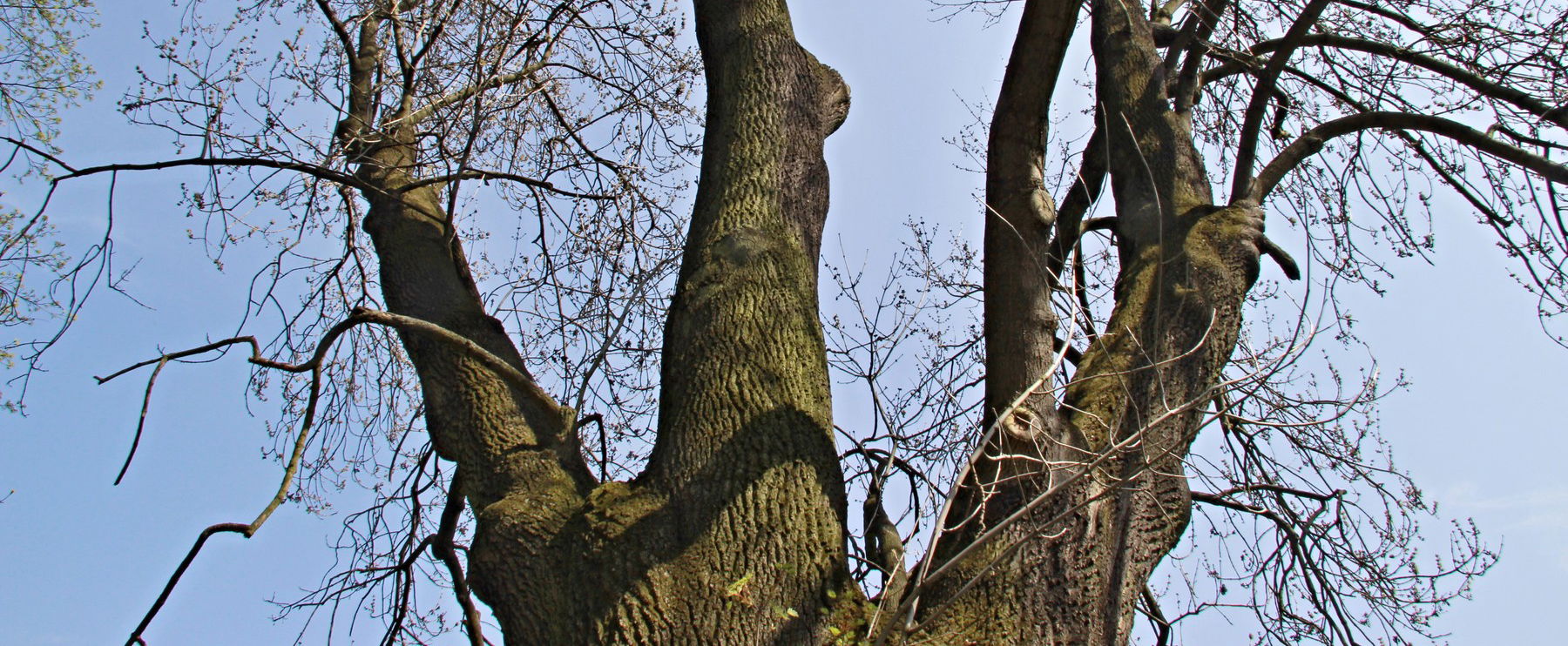 Megtalálták Magyarország legnagyobb fáját, ez a videó sokkolja az országot, még a kamerás keze is megremegett
