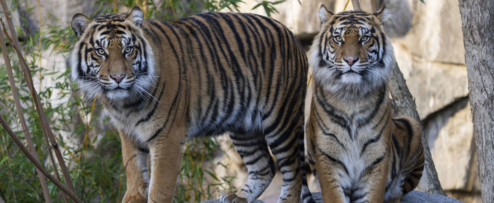 Állati menő kvíz - Ace Ventura visszatér, 5 helyes válasszal már az állatok királya lehetsz!