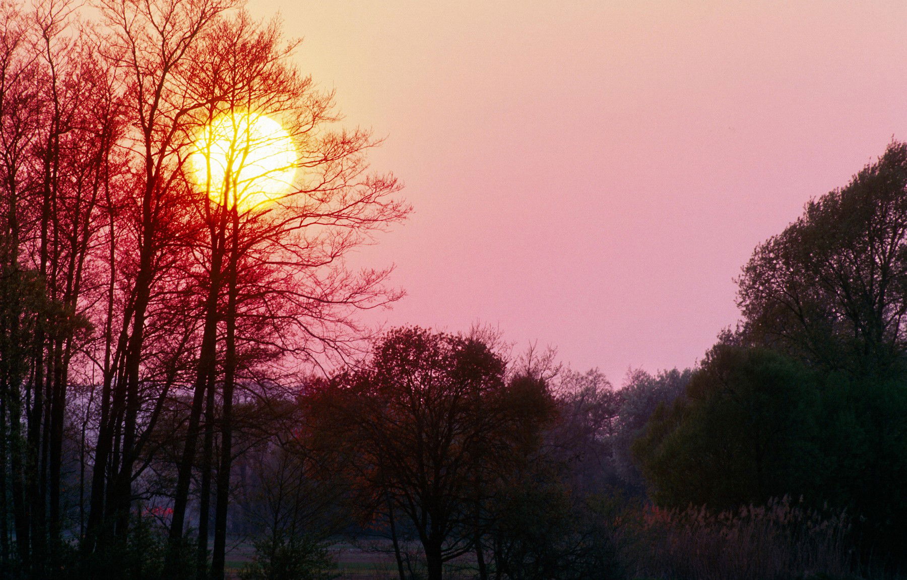 Több száz kilós fenevadak úsztak át egy magyarországi folyón, még a kamera sem hitte el, amit rögzített a horgász