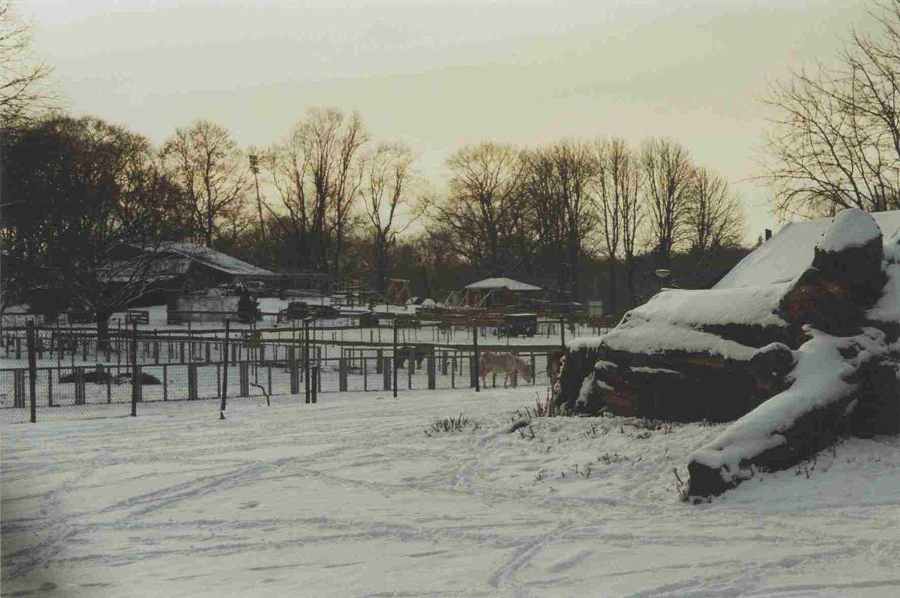 Hatalmas havazás csapott le a híres nyíregyházi állatkertre, extázisba estek a többszáz kilós ragadozók, rendkívüli a látvány