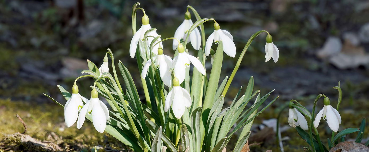 Már látjuk a tél végét, hirtelen robban be a meleg, itt a dátum, amit milliók vártak már