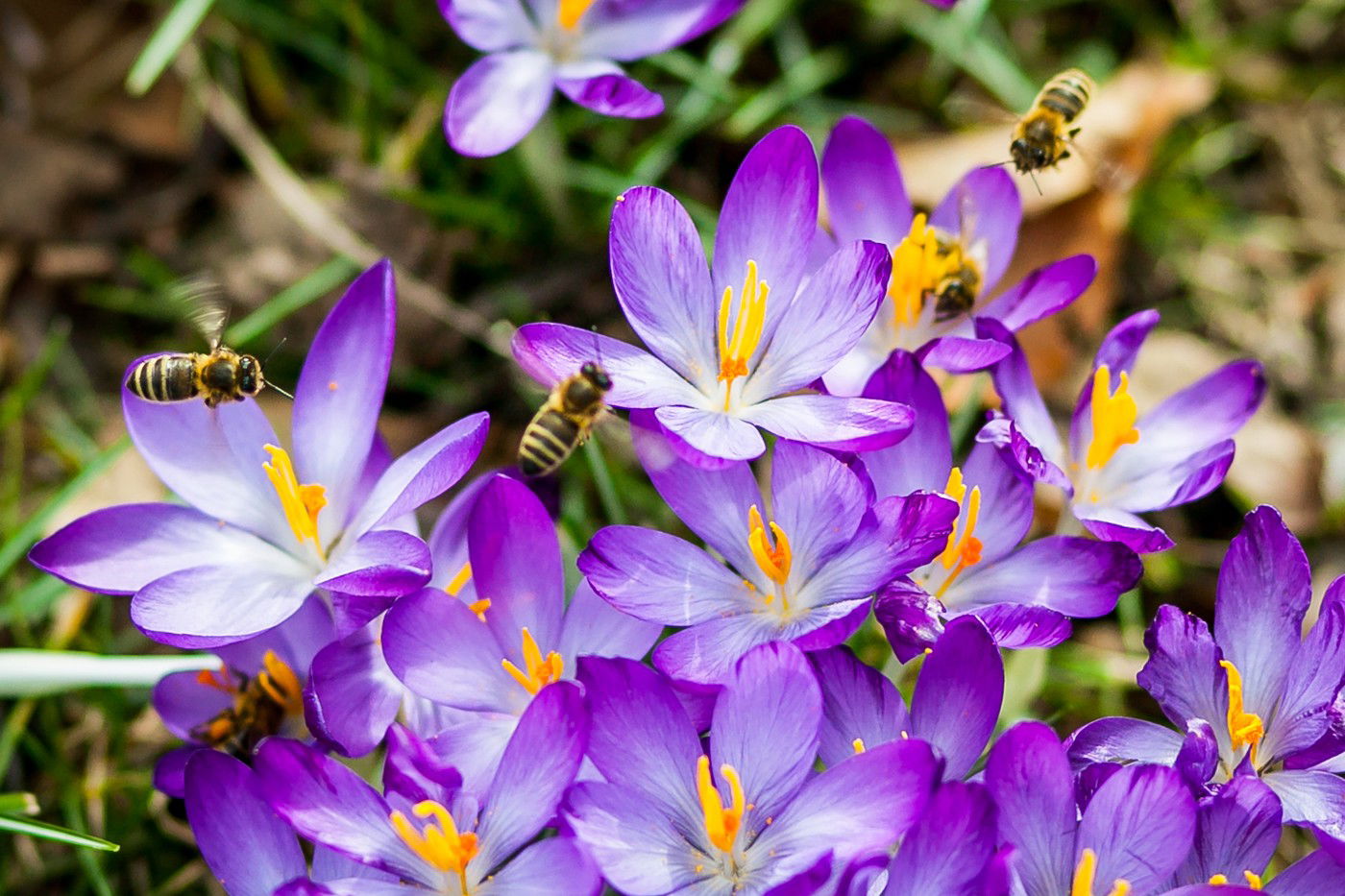 Ekkor száguld be a tavasz hazánk területére, az időpontot már tudjuk, amikor megtörténik az évszakváltás az országban a tél után?