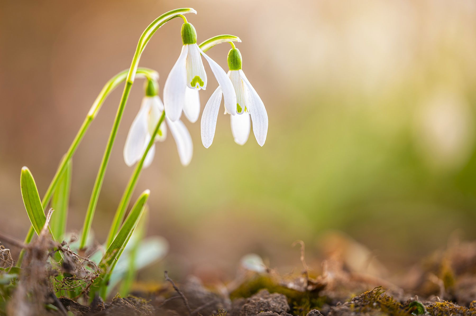 Már tudjuk, ez lesz a tavasz első napja hazánkban, a dátum brutális meglepetés lehet az ország lakosságának?