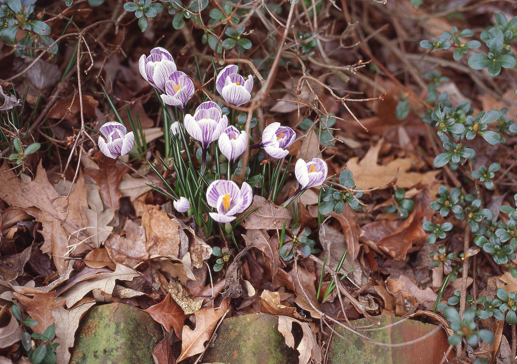 Nincs több találgatás, már készülődik a tavasz, közölték a meteorológusok, pontosan mikor érkezik