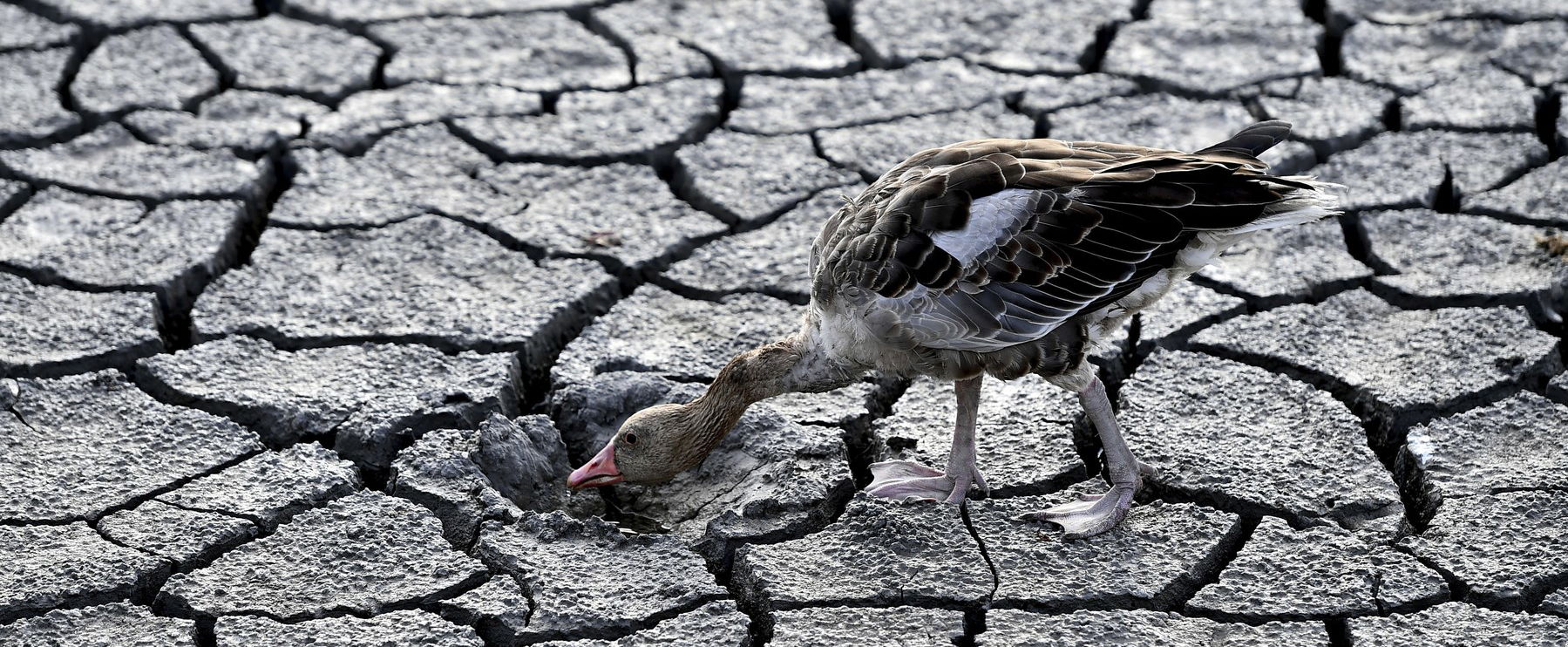 Megvan a Velencei-tó eltűnésének oka, olyan dolgot találtak a kutatók a víz felszíne alatt, amire nem számítottak