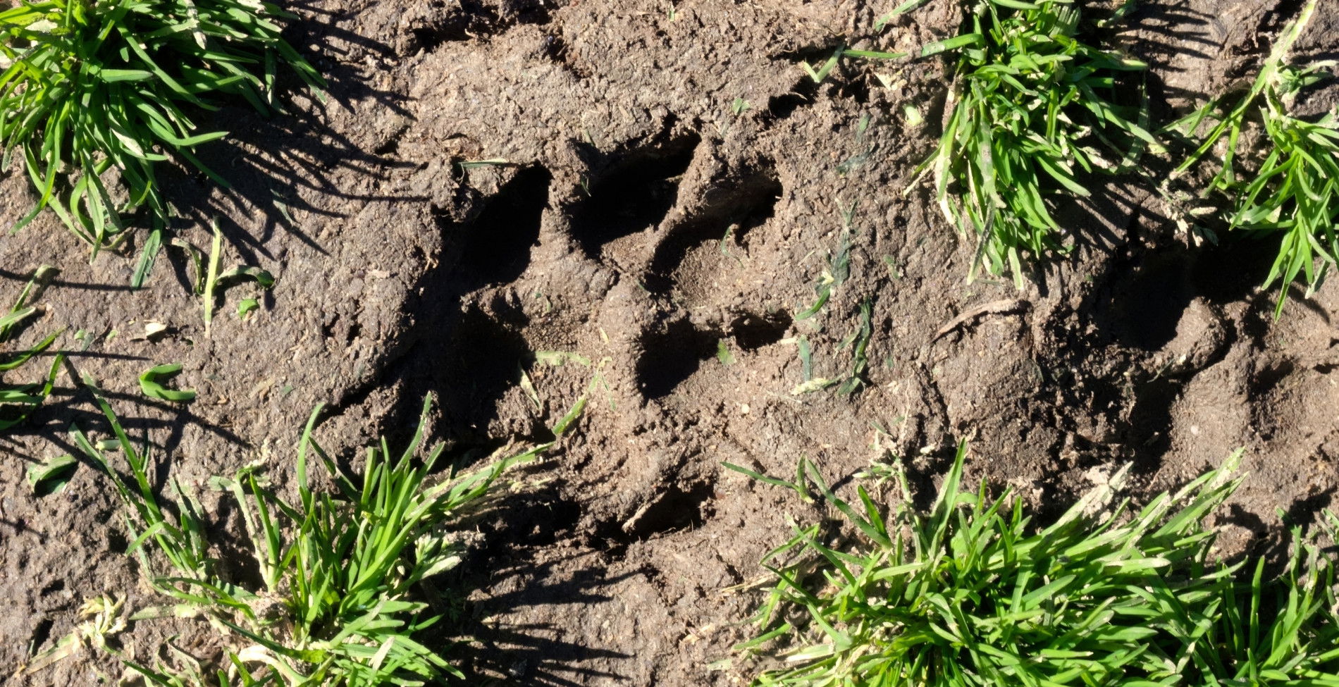 Titokzatos fenevad lábnyoma tartja rettegésben a hazai vármegyét, megindultak a találgatások