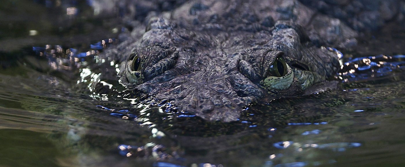 Krokodilt találtak a Dunában, egész Magyarország erről beszélt, félelem az egész vármegyében