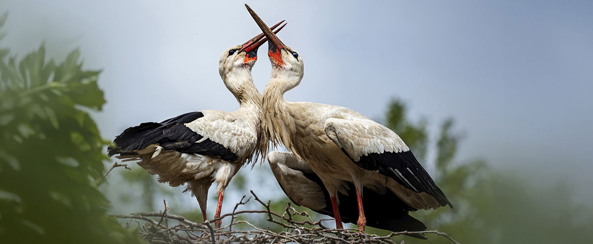Kiszivárgott a döbbenetes térkép, kiderült hogyan térnek haza a madarak tavasszal