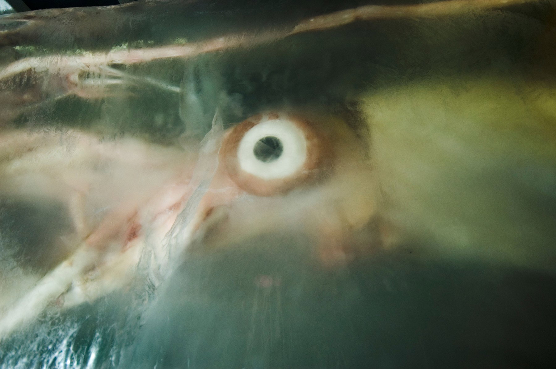 Borzalmas lények úsztak fel a tenger mélyéről, miután egy tetemet dobtak a vízbe