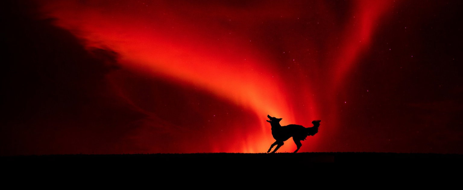 Hófehér rémséget fogtak a hazai vármegyében, még a vadászokat is megtámadta, új faj Magyarországon