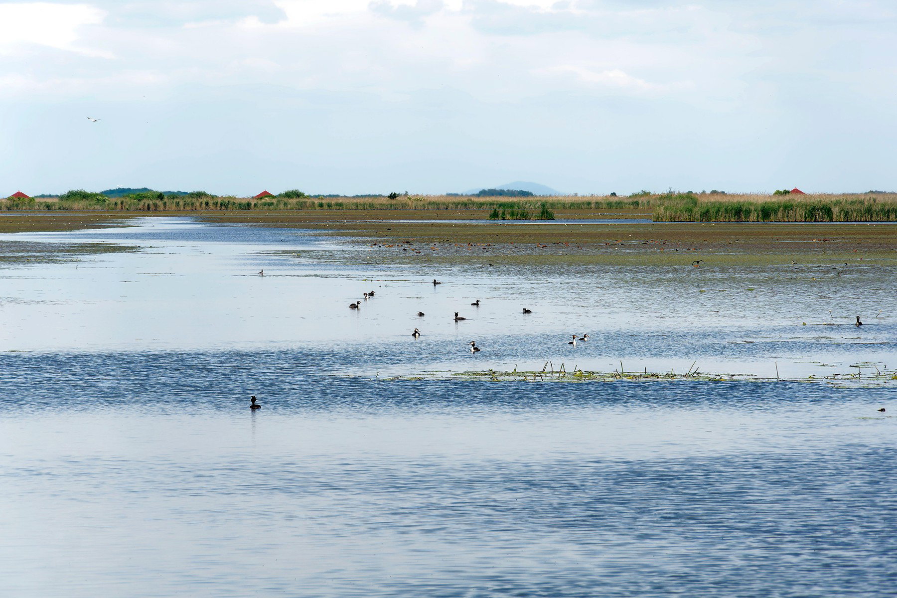 Olyan állat tűnt fel a Hortobágyon, amit egész Európában árgus szemekkel keresnek