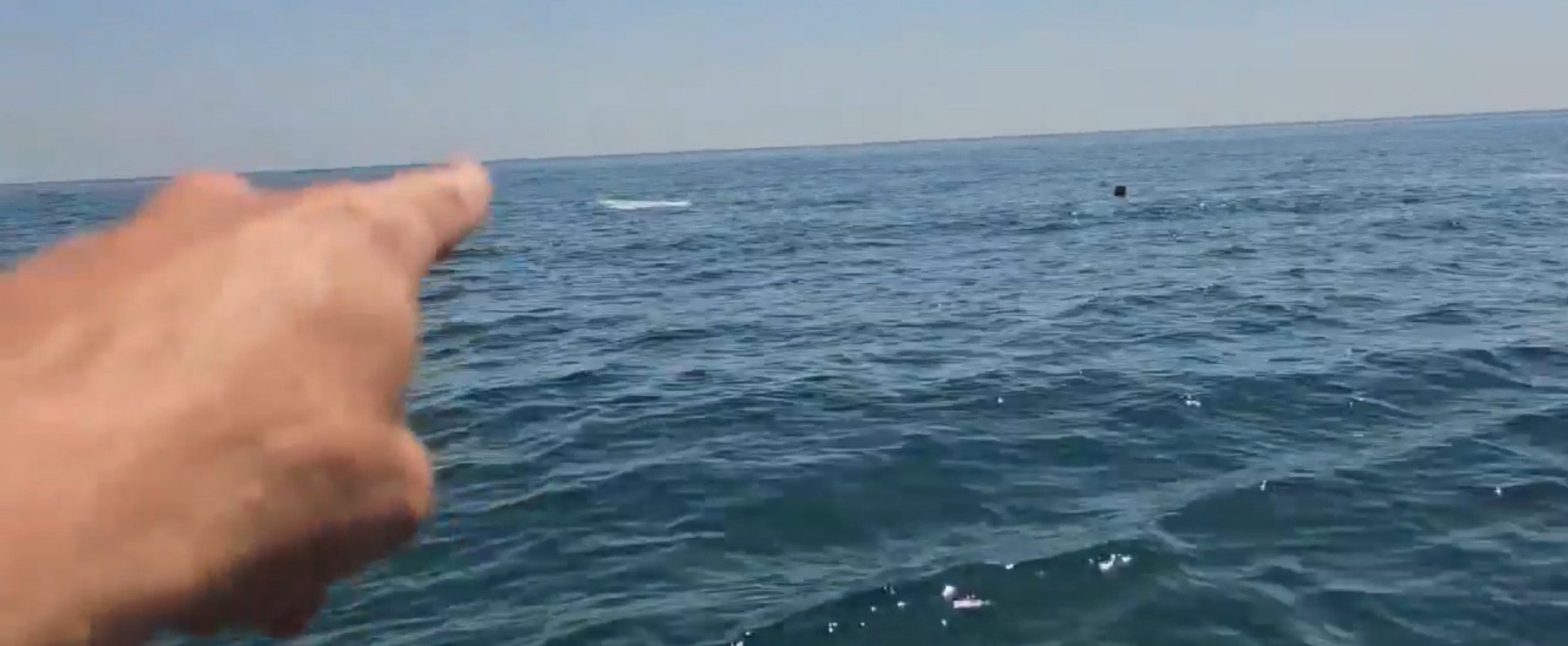 Miért nem kap a bálna és a delfin keszonbetegséget?