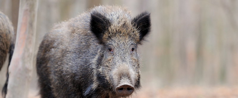 Hakuna Matata helyett teljes káosz - Rossz szerelvényre szállt a megzavarodott vadállat, vadászt kellett hívni a Kossuth térre