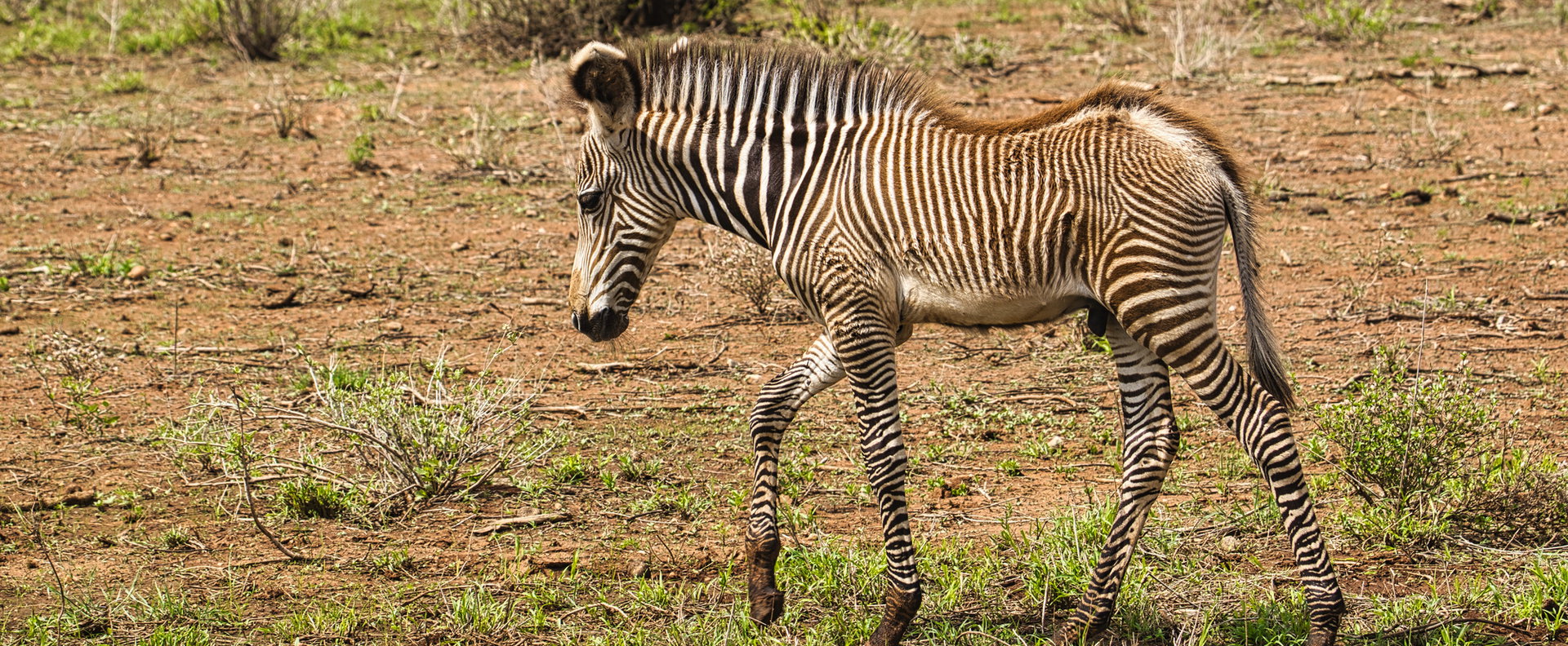 Kétségbeesésükben egymást falják fel az állatok? Ragadozómentes paradicsomból lett valódi pokol Kenya elzárt szigetén