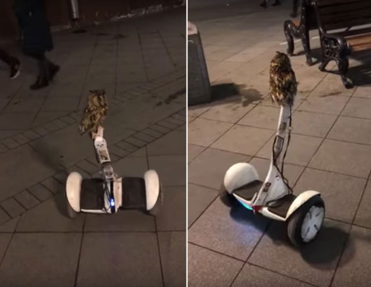 Semmi különös, csak egy bagoly, amely lazán elvezet egy Segwayt