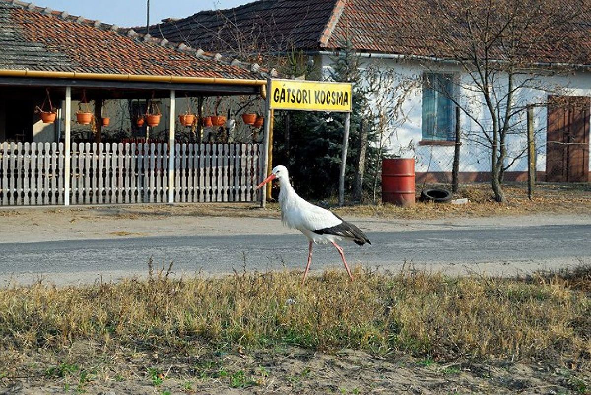 Összegyűlt a sok csirkenyak a kocsmába járó ásotthalomi gólyának