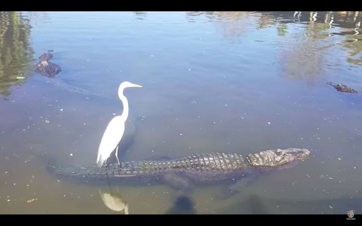 Kérem, ez itt egy aligátor hátán utazó kócsag