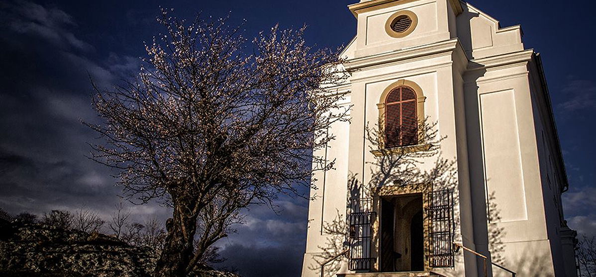 Káprázatos mezőny gyűlt össze az Európai Év Fája versenyen