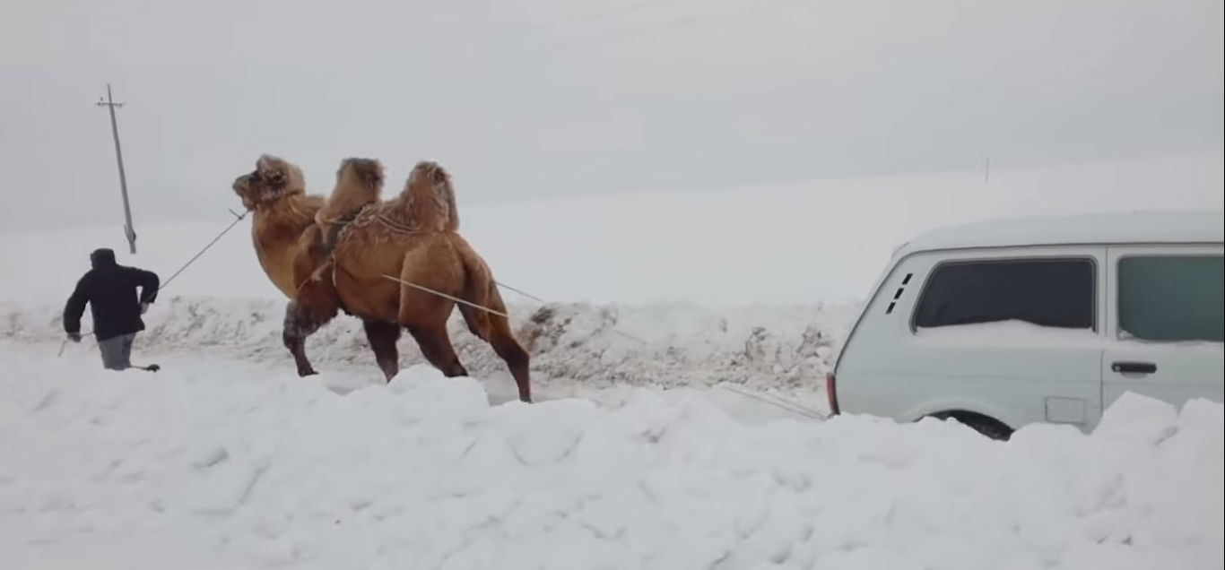 Van, amikor egy teve kell, hogy kihúzzuk a hóból a Lada Nivánkat szerkesztése