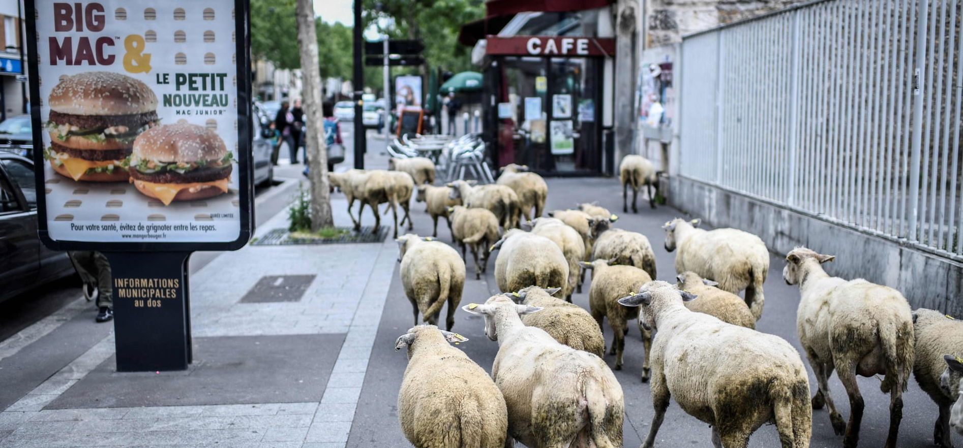 Birkákkal töltötték fel a hiányzó gyereklétszámot egy iskolában