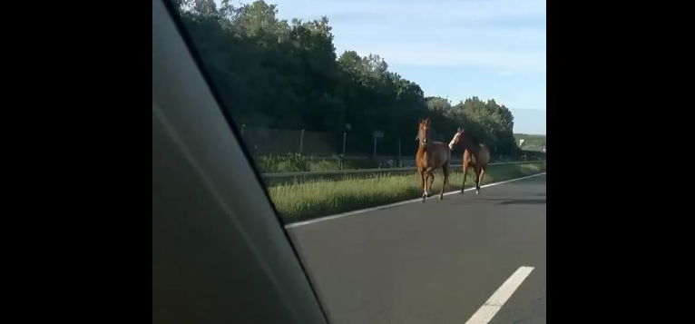 Két ló garázdálkodott az M7-esen, elfogták őket