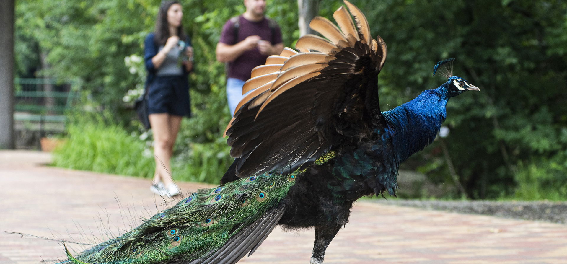 Végeláthatatlanul hosszú a Nyíregyházi Állatpark új tanösvénye