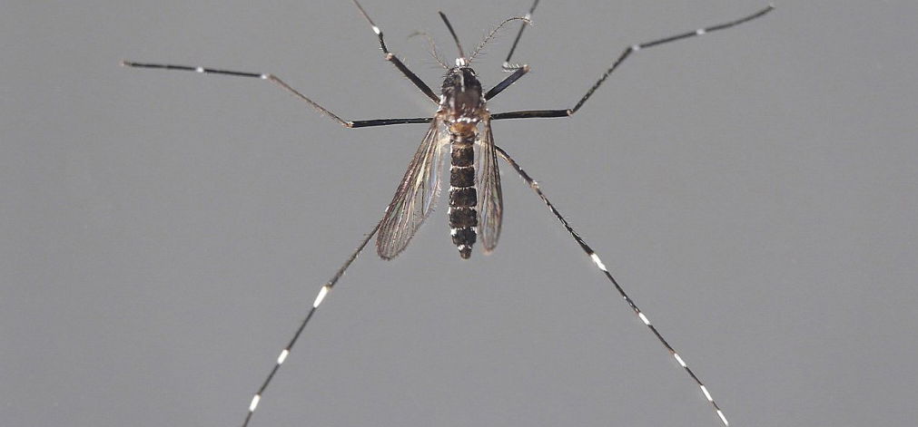 A zika vírust is terjesztheti a hazánkban megjelenő tigrisszúnyog