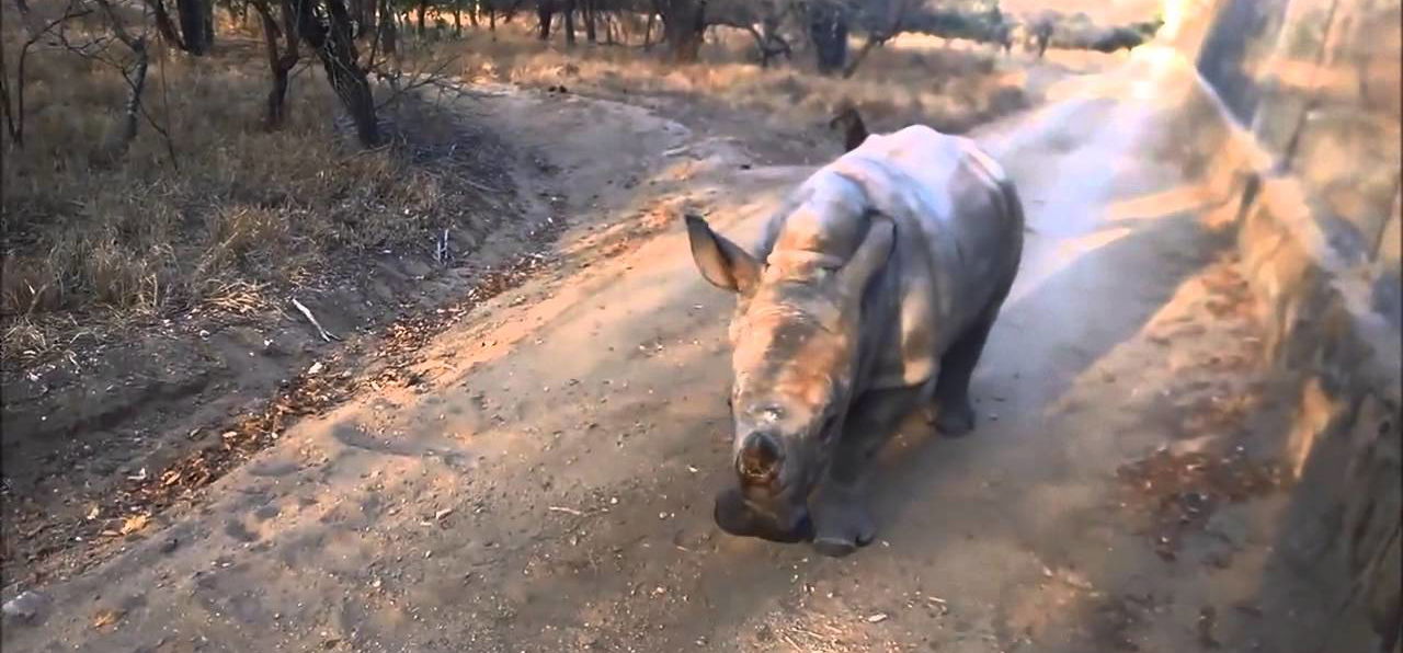 Tündéri a magát báránynak képzelő bébi orrszarvú – videó