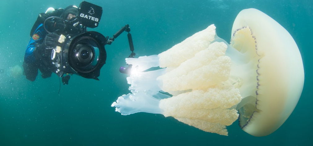 Videó: a búvár és a gigantikus medúza varázslatos randevúja