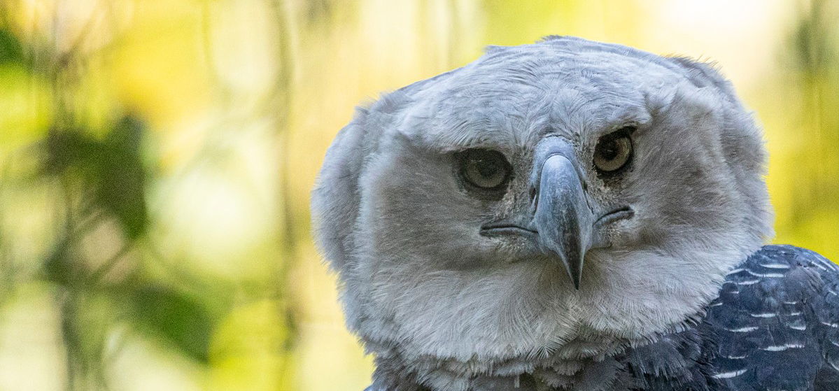 Madárjelmezbe bújt embernek tűnik, miközben a világ egyik legnagyobb sasa – videó