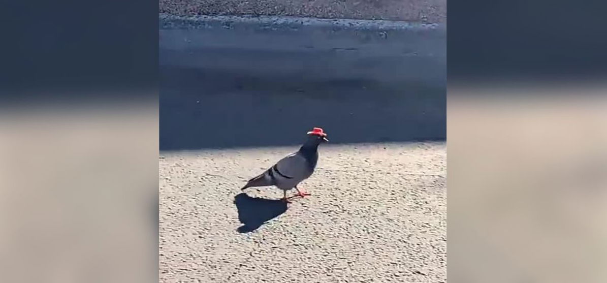 Cowboykalapos galambok repkednek Las Vegasban, ilyet még nem láttál