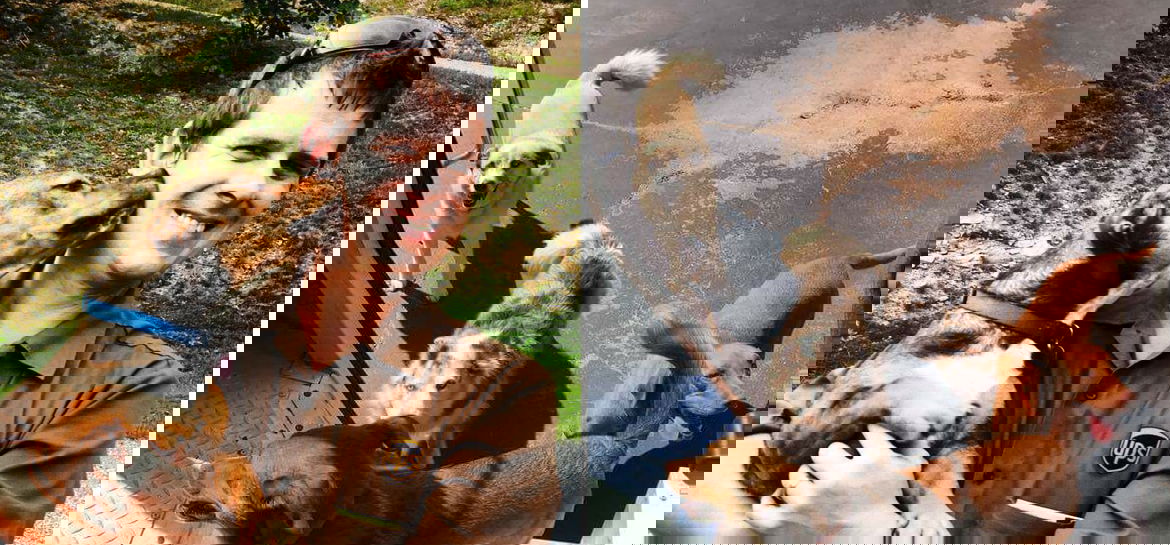 Pillanatképek sofőrök és kiskutyák találkozásáról